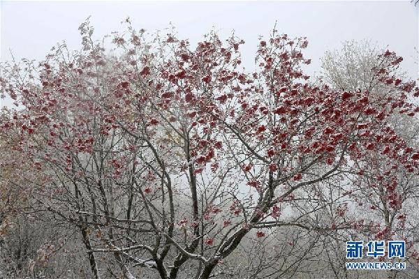 #（环境）（3）秋雪落北京
